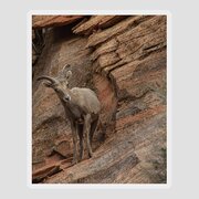 Bighorn Sheep On Rocky Terrain Sticker