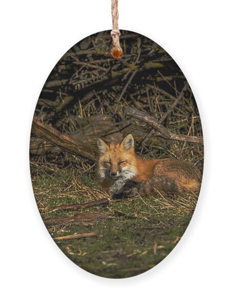 Fox Resting In Sunlit Clearing Ornament