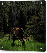 Elk Grazing In A Sunlit Forest In Grand Teton National Park Acrylic Print