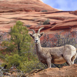 Big Horn Sheep in Zion National Park