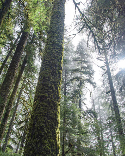 Majestic Forest Canopy In Olympic National Park Poster