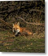 Fox Resting In Sunlit Clearing Metal Print