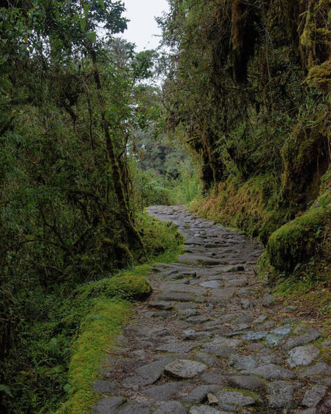 Moss-covered Path Through Lush Forest On The Inca Trail Art Print
