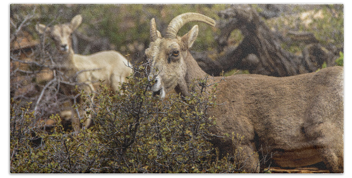 Mountain Goats in Natural Habitat Bath Towel