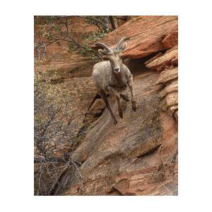 Big Horn Sheep Agile Descent in Zion National Park by Brandon Wichmann