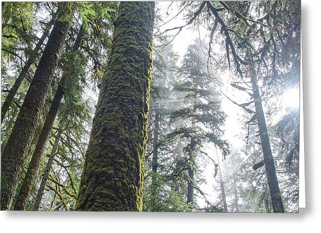 Majestic Forest Canopy In Olympic National Park Greeting Card