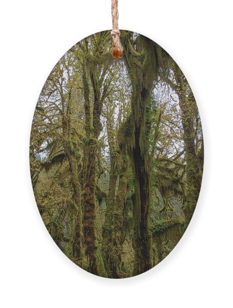 Moss-Covered Trees in a Dense Forest Ornament