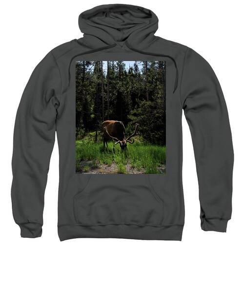 Elk Grazing In A Sunlit Forest In Grand Teton National Park Sweatshirt