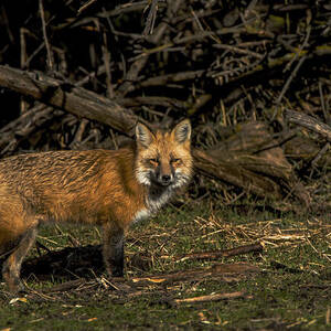 Fox in Sunlit Forest Clearing by Brandon Wichmann