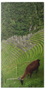 Winay Wayna With Grazing Llama Bath Towel