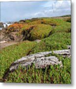 Coastal Landscape with Driftwood Metal Print