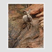 Big Horn Sheep Agile Descent In Zion National Park Sticker