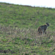 Bobcat in Grassy Field Art Print