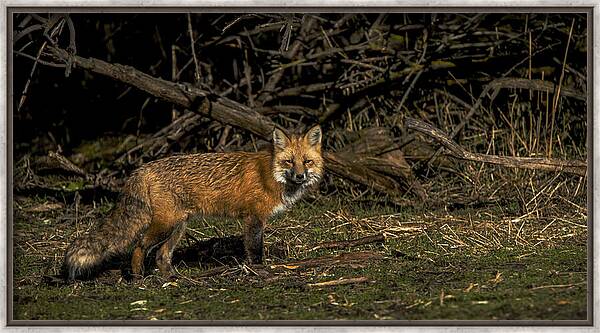 Fox In Sunlit Forest Clearing Framed Print