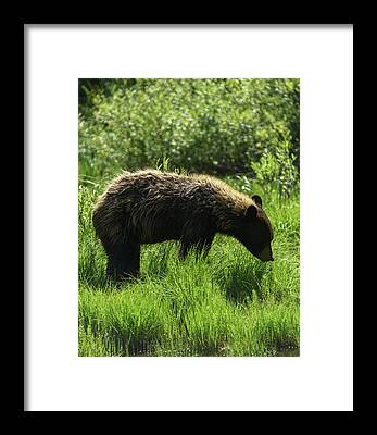 Wildlife Framed Prints