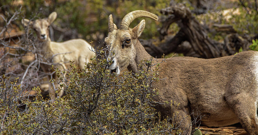 Mountain Goats in Natural Habitat Photograph - Bighorn Sheep in Zion National Park by Brandon Wichmann