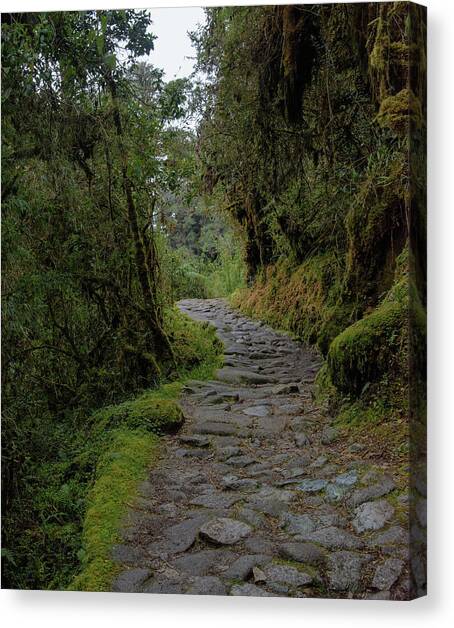 Moss-Covered Path Through Lush Forest on the Inca Trail Canvas Art Print by Brandon Wichmann