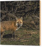 Fox In Sunlit Forest Clearing Wood Print