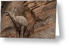 Bighorn Sheep On Rocky Terrain Greeting Card