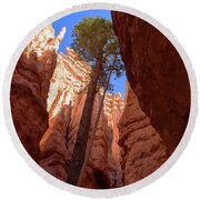 Tree Reaches Skyward In Bryce Canyon National Park Round Beach Towel