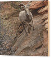 Big Horn Sheep Agile Descent In Zion National Park Wood Print