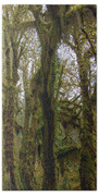 Moss-Covered Trees in a Dense Forest Beach Towel