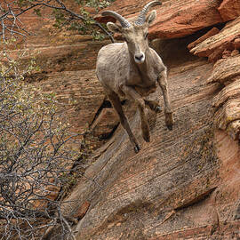 Big Horn Sheep Agile Descent in Zion National Park