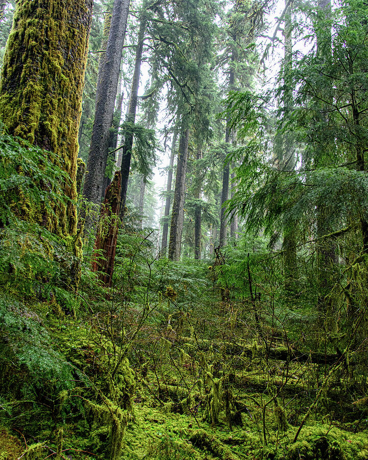 Misty Forest Silhouettes in Olympic National Park Photograph by Brandon Wichmann