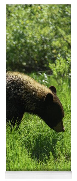 Solitary Bear In Grand Teton National Park Yoga Mat