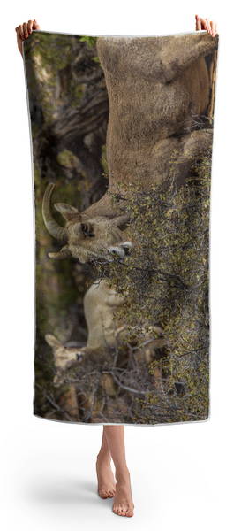 Bighorn Sheep in Zion National Park Beach Towel by Brandon Wichmann