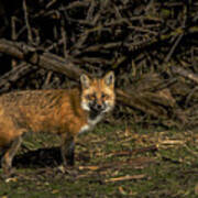 Fox In Sunlit Forest Clearing Art Print