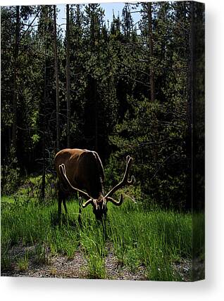 Wildlife Canvas Art Prints