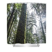Majestic Forest Canopy In Olympic National Park Shower Curtain
