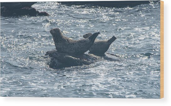 Seals Resting On Rocky Shoreline Wood Print