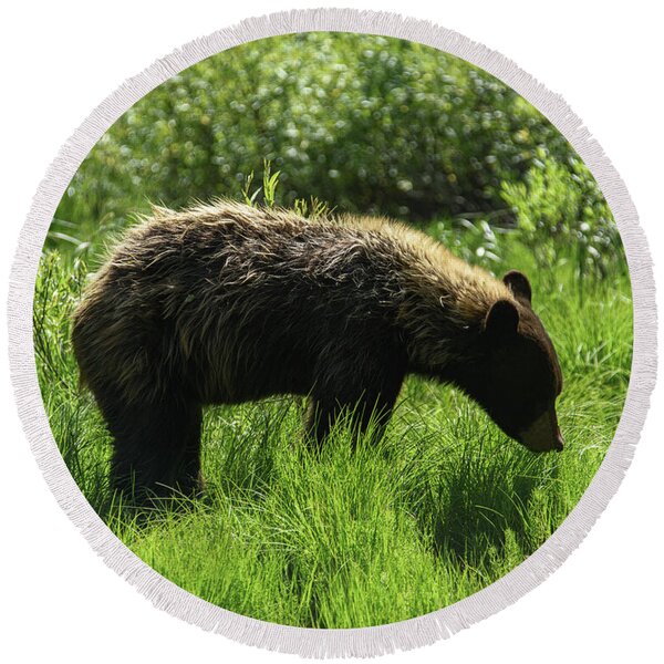 Solitary Bear In Grand Teton National Park Round Beach Towel