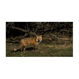 Fox in Sunlit Forest Clearing by Brandon Wichmann