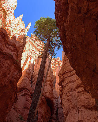 Sky Wall Art featuring the photograph Tree Reaches Skyward In Bryce Canyon National Park by Brandon Wichmann