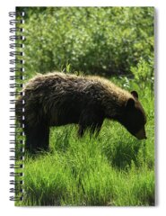 Grand Teton National Park Spiral Notebooks