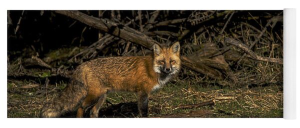 Fox In Sunlit Forest Clearing Yoga Mat
