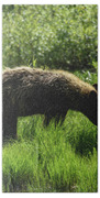Solitary Bear In Grand Teton National Park Beach Towel