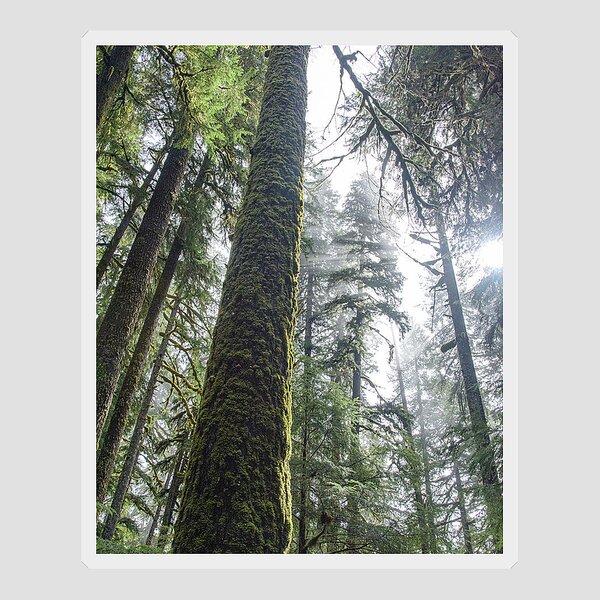 Majestic Forest Canopy In Olympic National Park Sticker