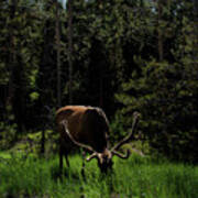 Elk Grazing In A Sunlit Forest In Grand Teton National Park Art Print