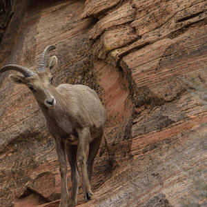 Bighorn Sheep on Rocky Terrain by Brandon Wichmann
