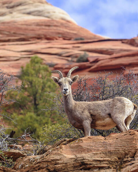 Big Horn Sheep In Zion National Park Poster