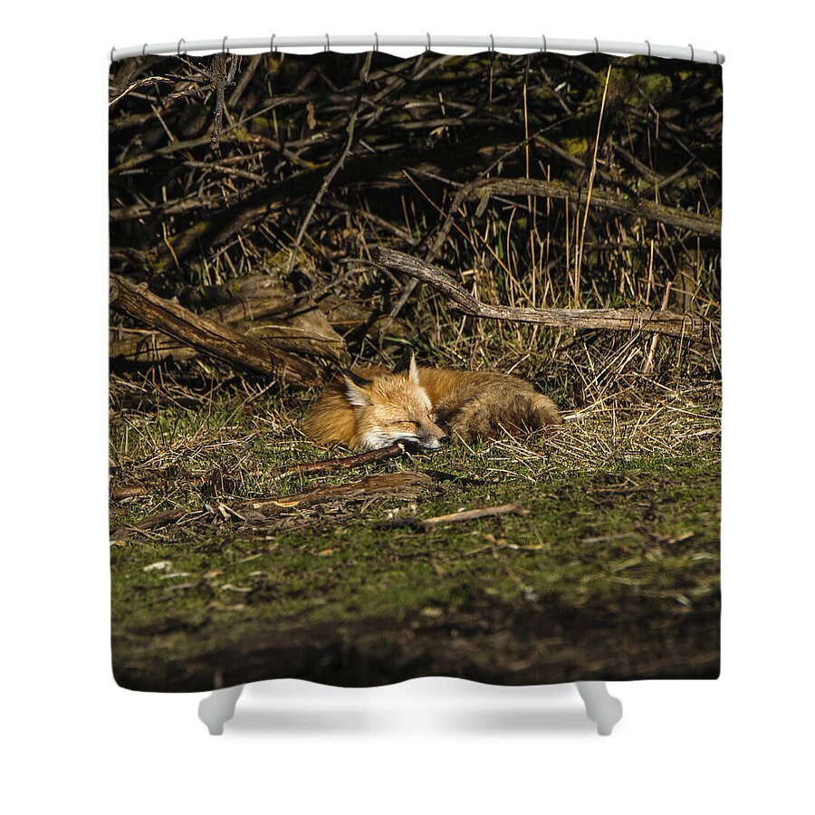 Peaceful Fox In Sunlit Meadow Shower Curtain