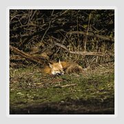 Peaceful Fox in Sunlit Meadow Sticker by Brandon Wichmann