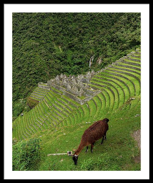 Winay Wayna With Grazing Llama Framed Print