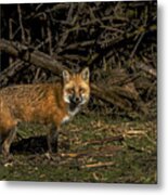 Fox In Sunlit Forest Clearing Metal Print