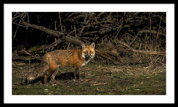 Fox In Sunlit Forest Clearing Framed Print