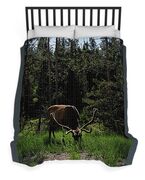 Elk Grazing In A Sunlit Forest In Grand Teton National Park Duvet Cover